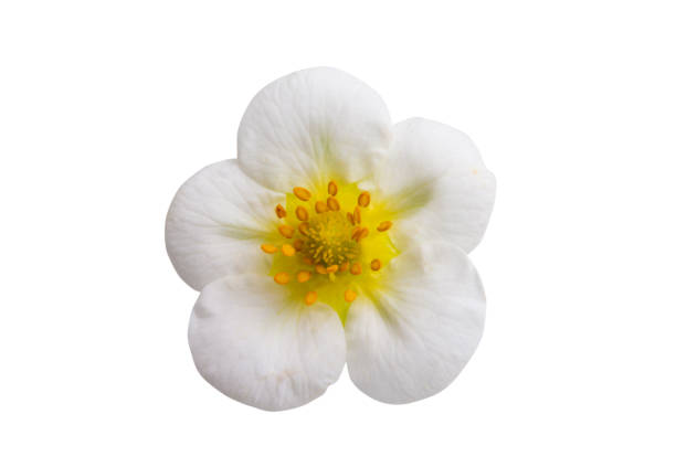 istock strawberry flower isolated 1394975480