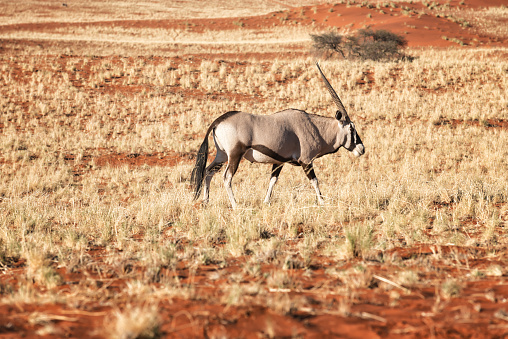 The Namibian Gemsbok is the largest of the oryx antelopes and symbolizes frugality and tenacity and is the national animal of Namibia. Foto was taken in the Namib Rand Nature Reserve, Namibia.