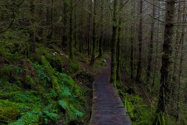istock A Boardwalk Trail through an Ancient Scottish Forest.  Moss, Ferns and Oyster Mushrooms. 1394976164
