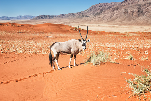 The Namibian Gemsbok is the largest of the oryx antelopes and symbolizes frugality and tenacity and is the national animal of Namibia. Foto was taken in the Namib Rand Nature Reserve, Namibia.