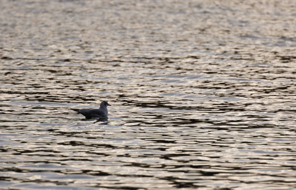 istock A Black-Headed Gull in Silhouette on a Lake at Dusk 1394976259