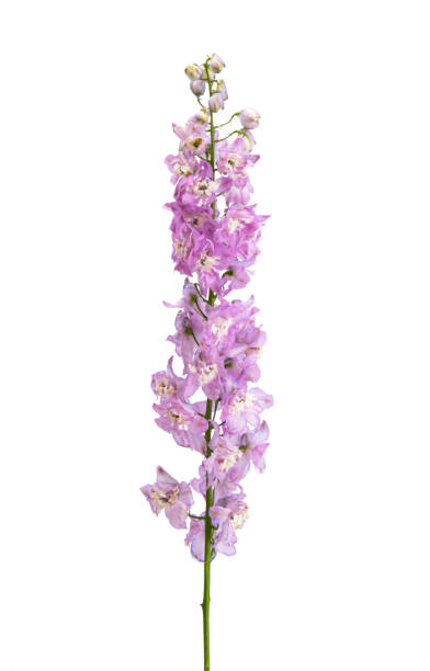 istock delphinium flower isolated 1394976313