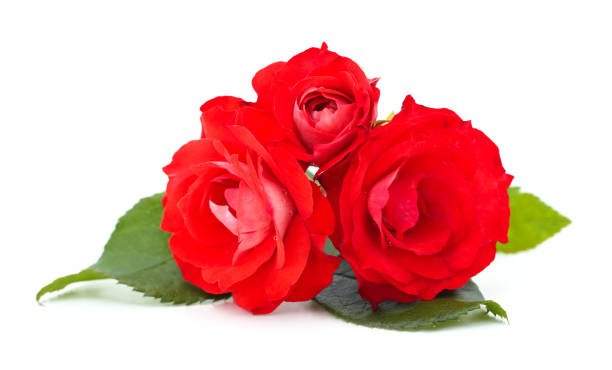istock Beautiful red flowers. 1394976469