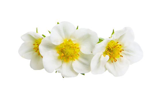 Flowers and leaves of hawthorn (Crataegus), also known as quickthorn, thornapple, May-tree, whitethorn or hawberry isolated on a white background.