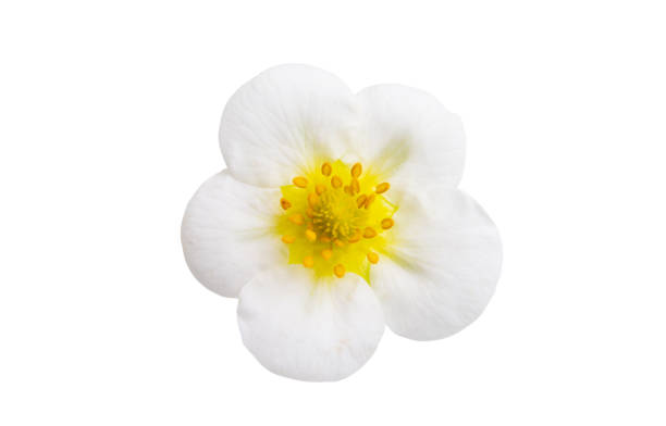 istock strawberry flower isolated 1394976600