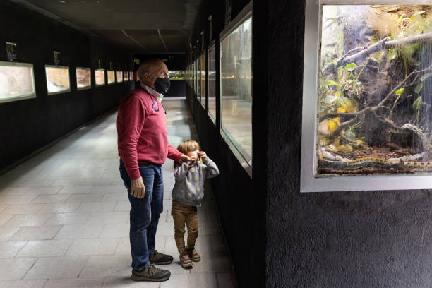 祖父と散歩中の少女は、蛇がいる檻の前に立ち、その大きさに驚いて見つめている。 - great grandchild ストックフォトと画像