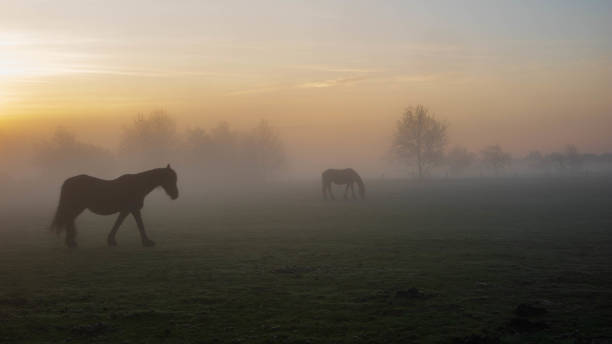 istock Friesian horses in the mist 1394976683