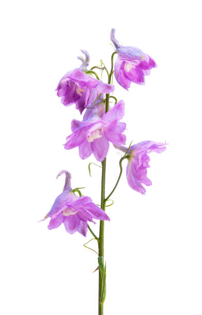 istock delphinium flower isolated 1394976731