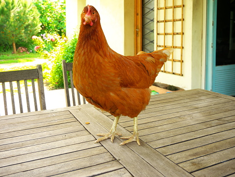 Funny picture of a red chicken on top of a wooden table outside