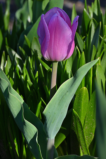 Lavender tulip in sunlight