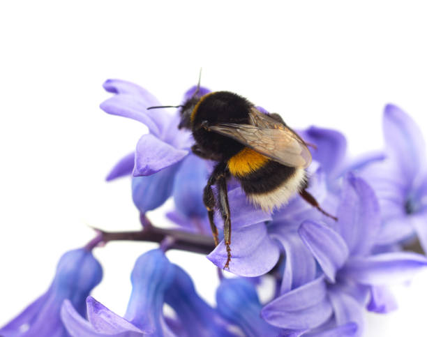 istock One beautiful bumblebee on the blue gatsina. 1394977384