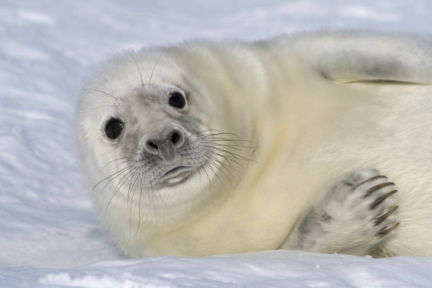 istock Baby Grey Seal relaxing on the beach and look into the camera. 1394977894