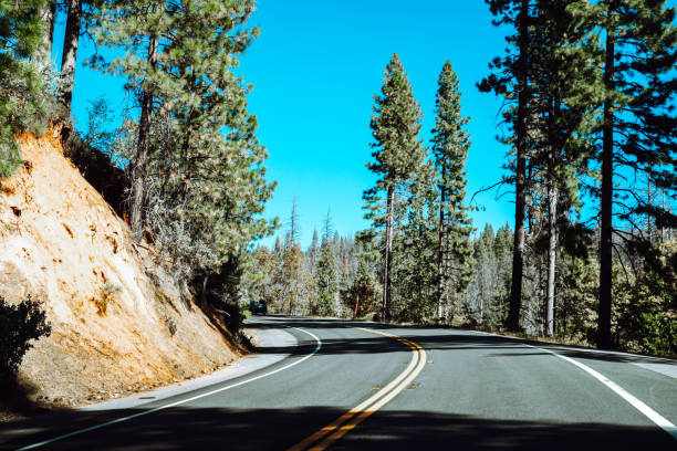 istock Road with yellow lines in the  forest 1394977980