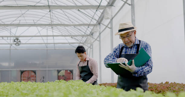 Asian farm owner and workers inspect hydroponic vegetables in a large nursery. Caring for vegetables to have good quality and environmentally friendly produce. modern agricultural technology stock photo