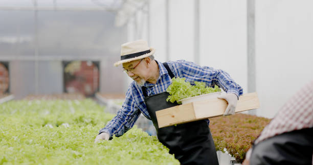 Asian farm owner and workers inspect hydroponic vegetables in a large nursery. Caring for vegetables to have good quality and environmentally friendly produce. modern agricultural technology stock photo