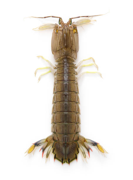 istock Shako, Japanese mantis shrimp 1394978680