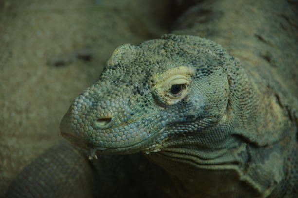 istock Komodo dragon monitor lizard 1394978800