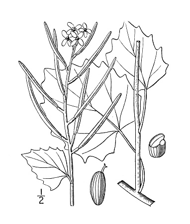 Antique botany plant illustration: Alliaria alliaria, Hedge garlic, Garlic mustard