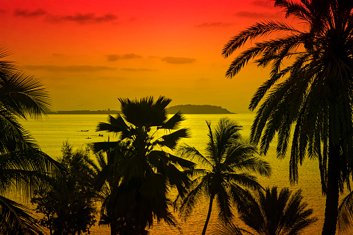 Tropical sunrise on the beach – Silhouettes of coconut palm trees, view on Gorée Island, Dakar, Senegal