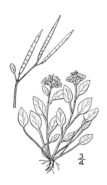 Antique botany plant illustration: Cardamine bellidifolia, Alpine Cress Antique botany plant illustration: Cardamine bellidifolia, Alpine Cress cardamine amara stock illustrations