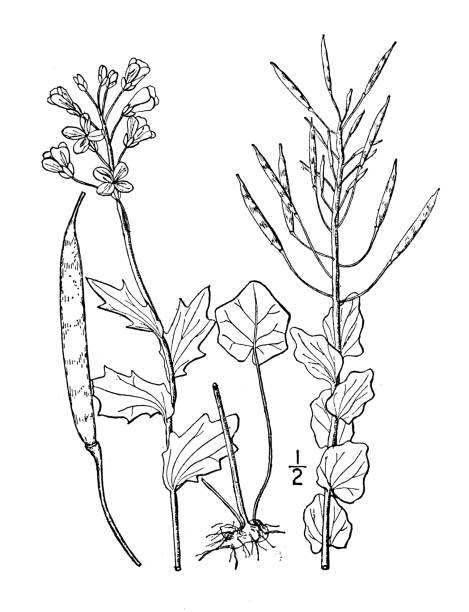 Antique botany plant illustration: Cardamine purpurea, Purple cress Antique botany plant illustration: Cardamine purpurea, Purple cress cardamine amara stock illustrations