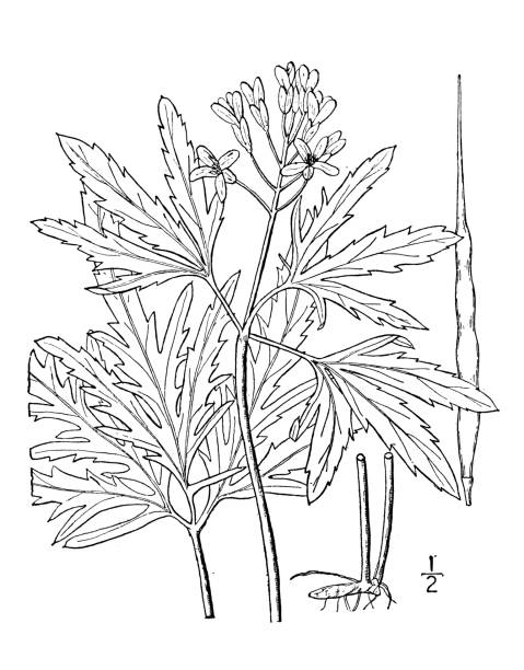 Antique botany plant illustration: Dentaria laciniata, Pepper root Antique botany plant illustration: Dentaria laciniata, Pepper root dentaria stock illustrations