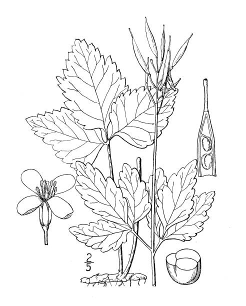 Antique botany plant illustration: Dentaria diphylla, Two leaved toothwort Antique botany plant illustration: Dentaria diphylla, Two leaved toothwort dentaria stock illustrations