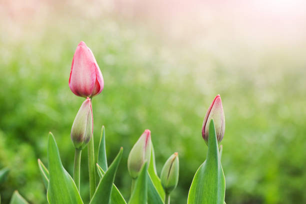 A beautiful, magenta coloured tulip in a garden.
