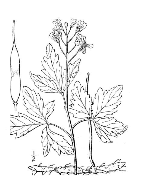 Antique botany plant illustration: Dentaria maxima, Large toothwort Antique botany plant illustration: Dentaria maxima, Large toothwort dentaria stock illustrations