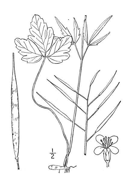 Antique botany plant illustration: Dentaria heterophylla, Slender toothwort Antique botany plant illustration: Dentaria heterophylla, Slender toothwort dentaria stock illustrations