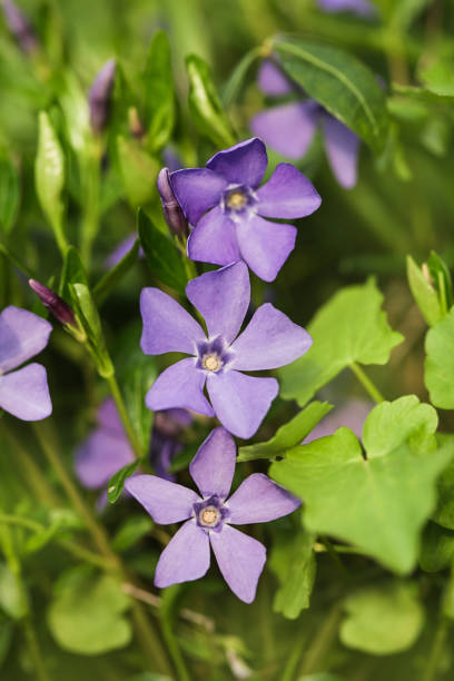 istock Vinca minor lesser periwinkle ornamental flowers in bloom, background, vertical image, creeping early flowers 1394980253