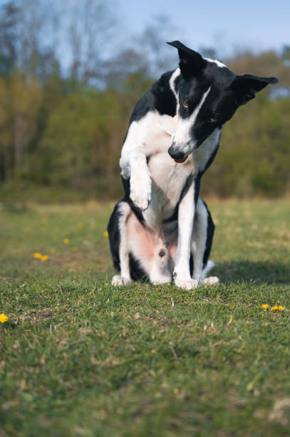 istock Sheep Dog Working on a Farm 1394980335