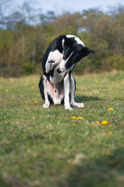 istock Sheep Dog Working on a Farm 1394980365