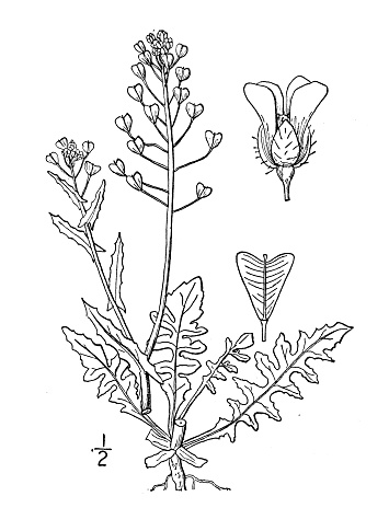 Antique botany plant illustration: Bursa bursa-pastoris, Shepherd's purse