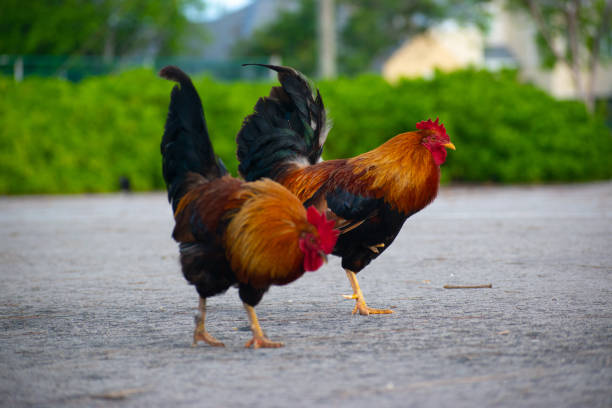 istock Chickens looking around for their daily snack 1394980531