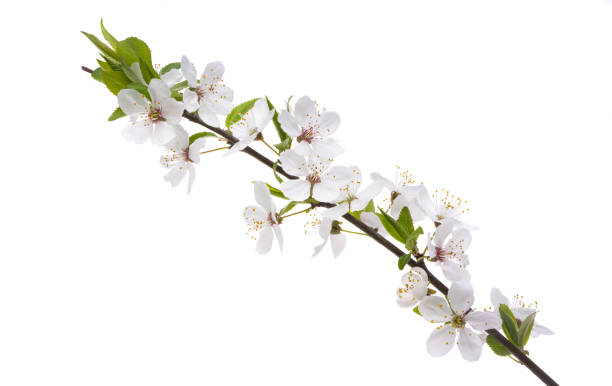istock branch with cherry flowers isolated 1394981475