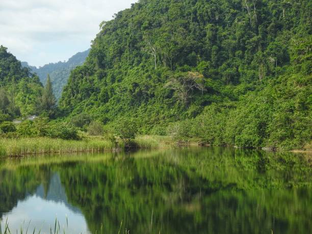 istock Natural Mirror Reflections at Swamp (9) 1394983528