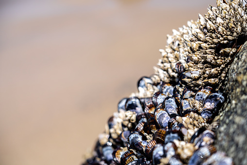 Steamed mussels