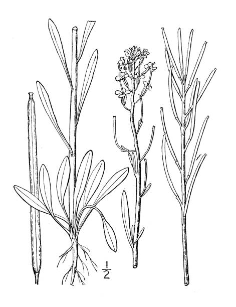 Antique botany plant illustration: Erysimum inconspicuum, Small Erysimum Antique botany plant illustration: Erysimum inconspicuum, Small Erysimum erysimum stock illustrations
