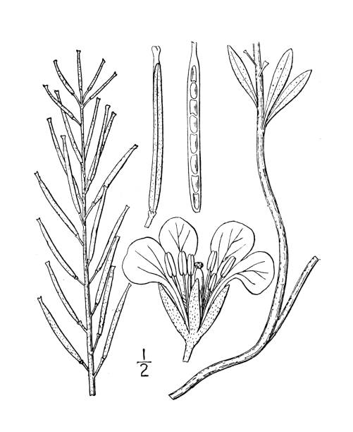 Antique botany plant illustration: Erysimum syrticolum, Sand Erysimum Antique botany plant illustration: Erysimum syrticolum, Sand Erysimum erysimum stock illustrations