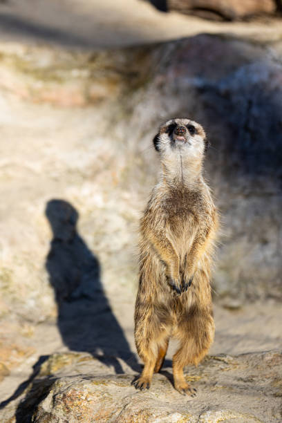 istock Meerkat - Suricata suricatta - Guarding his territory 1394985204