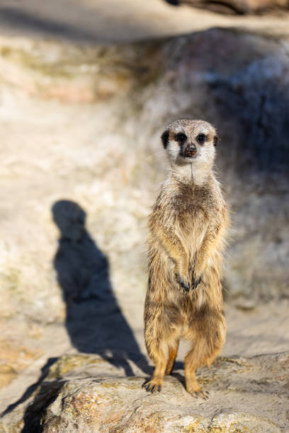 istock Meerkat - Suricata suricatta - Guarding his territory 1394985263