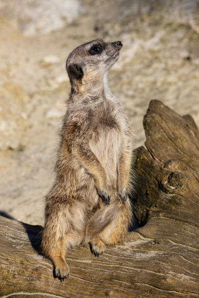 istock Meerkat - Suricata suricatta - Guarding his territory 1394986016