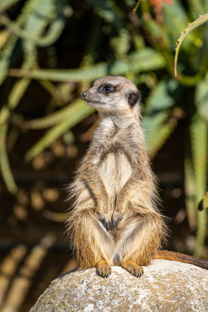 istock Meerkat - Suricata suricatta - Guarding his territory 1394986697