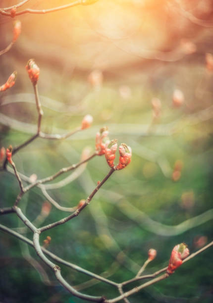 blooming buds on a branch on a blurred background.spring background