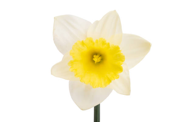 istock Beautiful daffodil flower isolated 1394986789