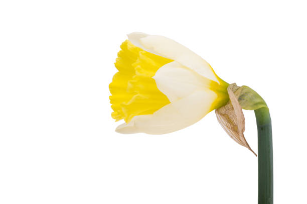 Daffodil / narcissus / jonquil spring flowers. Spring concepts and storytelling.
