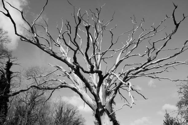 istock Abstract black and white photo of dead oak tree 1394987094