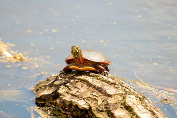 istock Midland painted turtles basking in Ontario Canada 1394987949