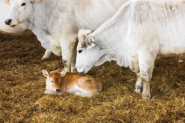 small calf in the straw with affectionate mother and cows in the stable
